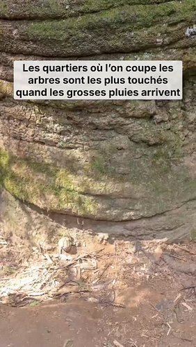 Couper les arbres aggrave les dégâts et le réchauffement

Quand on coupe les arbres, les quartiers encaissent plus fort les g...