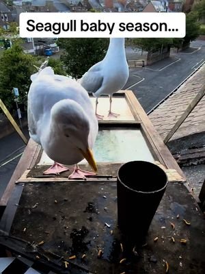 I love how Steven makes me feel soo needed in his life during this time year ❤️ #fyp #foryou #seagull #birds #feedingsteven