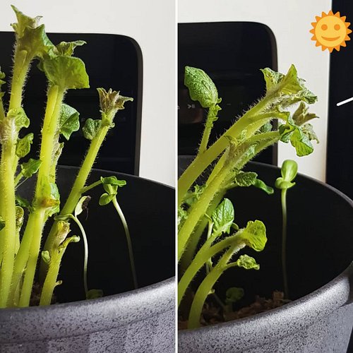 Observation du phototropisme chez la pomme de terre : 

Le phototropisme est la réponse de croissance des plantes en directio...