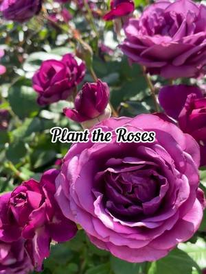 Calling all #garden girlies! 🌹 What’s your favorite rose to grow? I love them all but I’m partial to Plum Perfect because she’s covered in roses from April through December. 😍 Inspo: @Jackson & Perkins  #rosegarden #roses #gardening 
