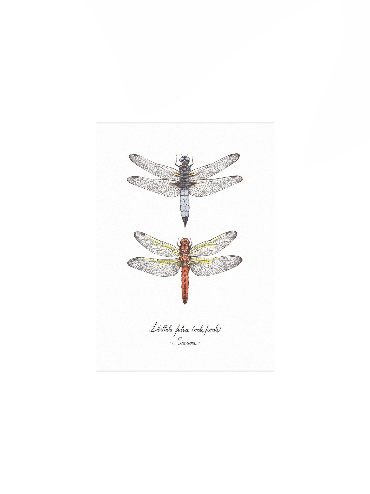 Libellula Fulva • Print product image (1)