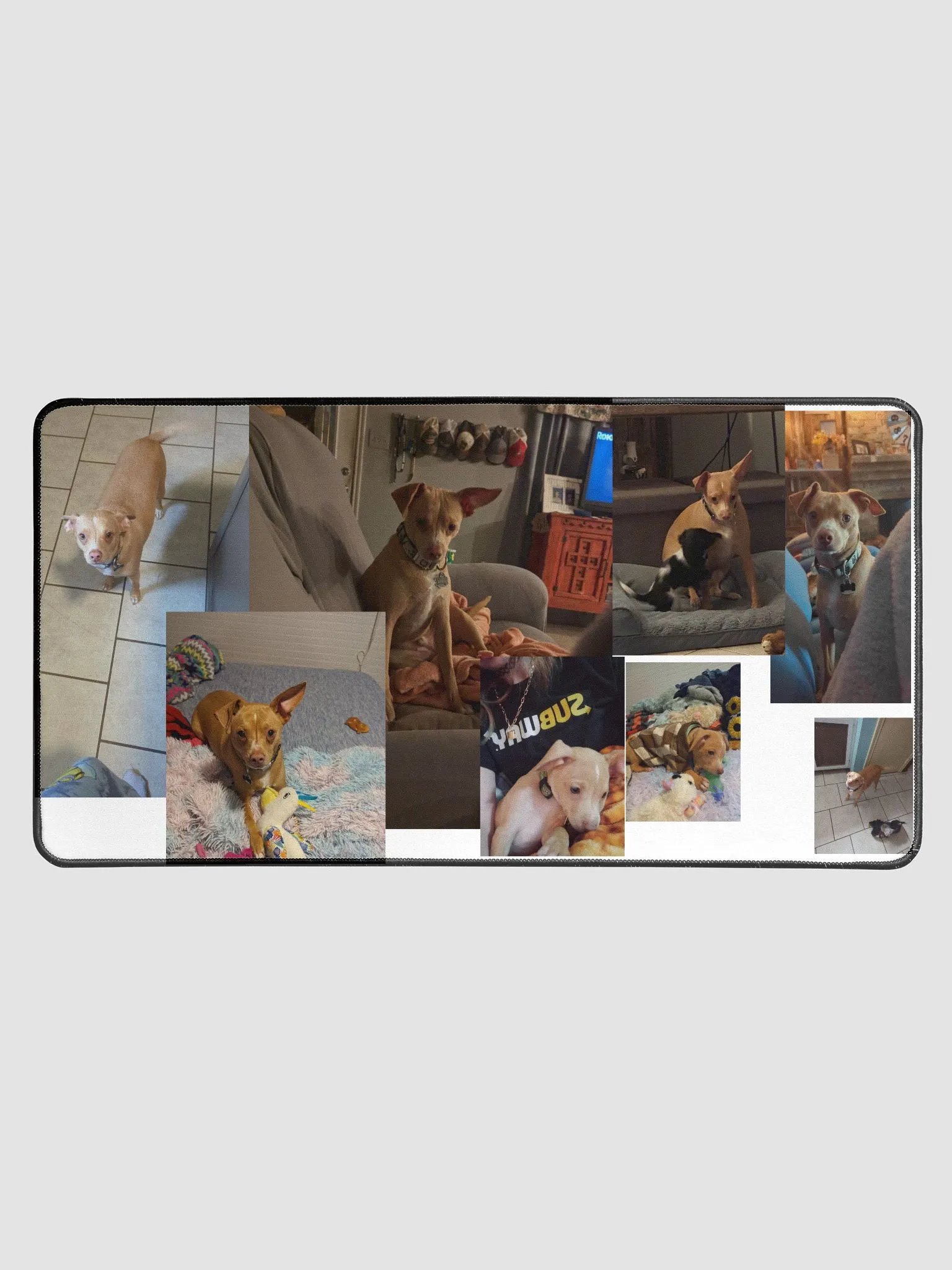 Yoda the Dog product image (1)