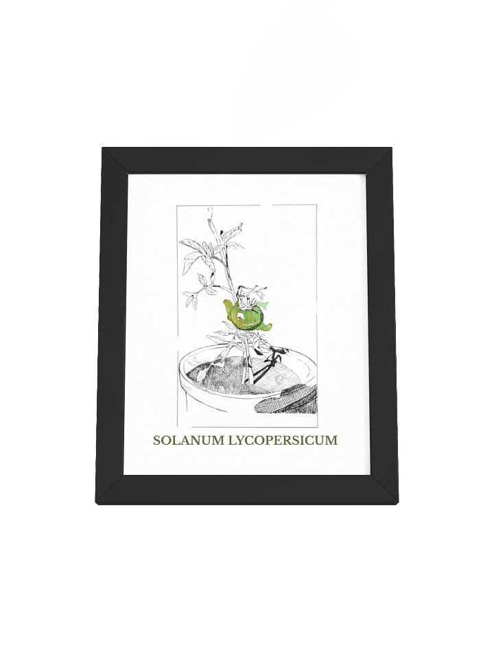Solanum lycopersicum, fine art canvas (print on demand) product image (1)