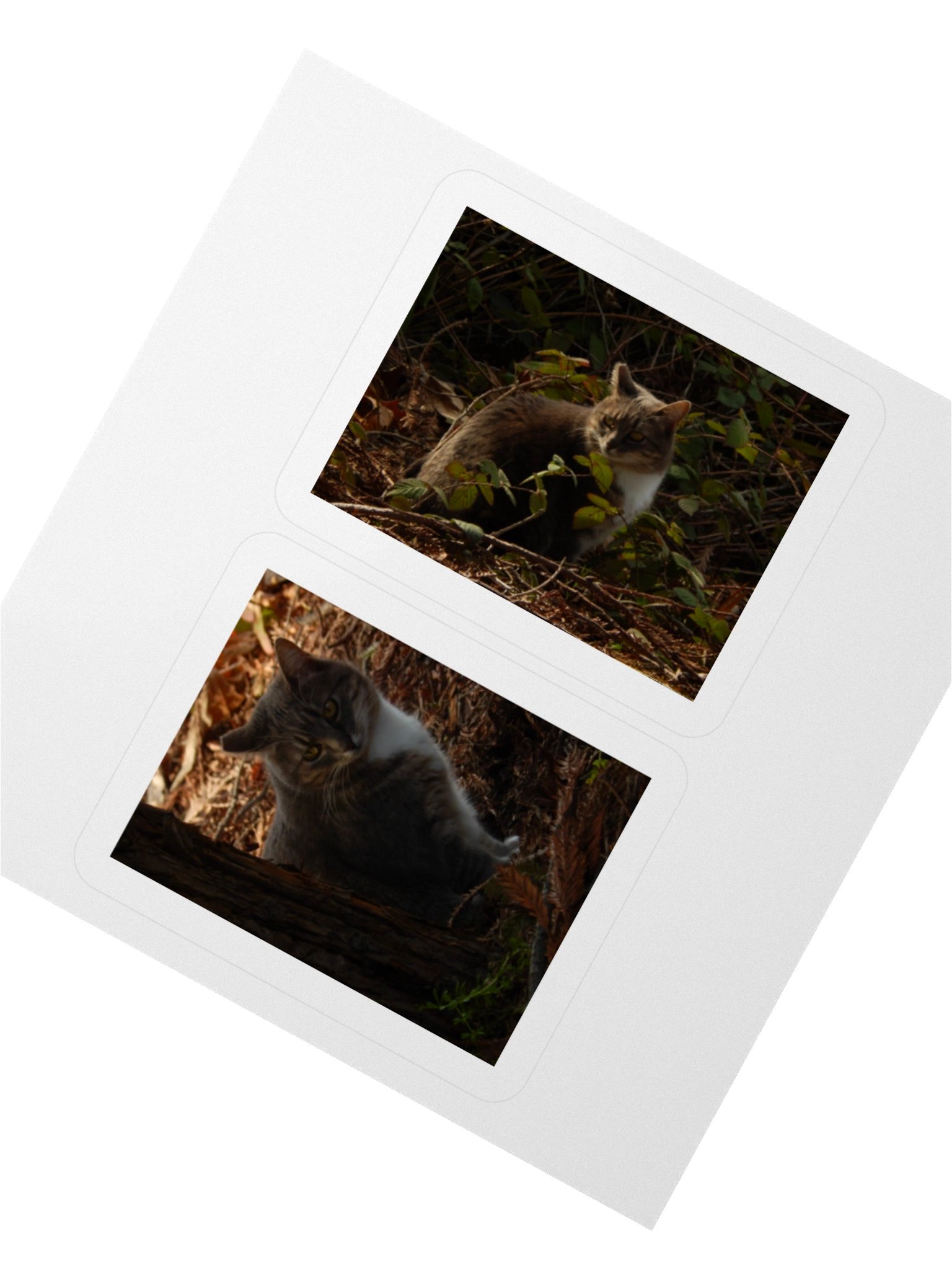 Forest Kitty - Sticker Sheet product image (2)