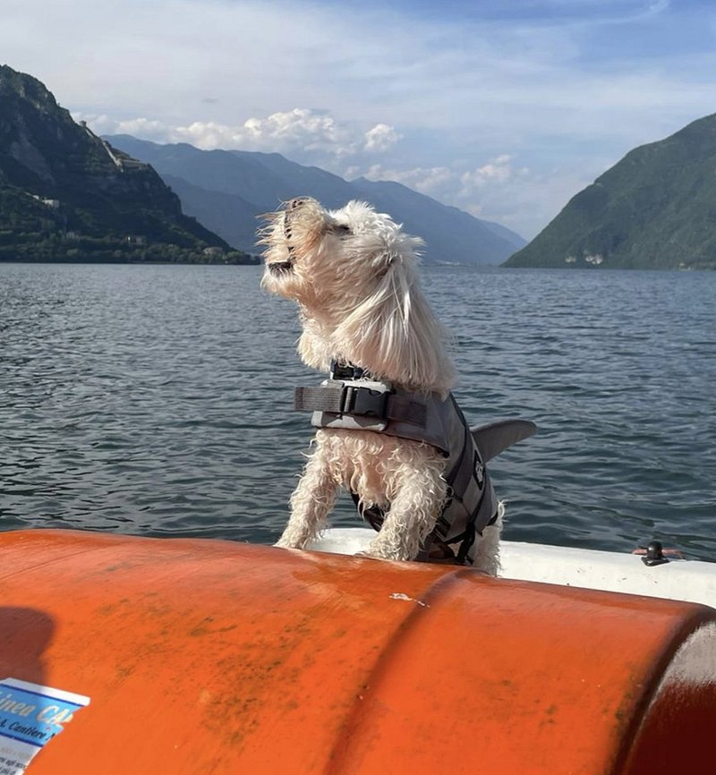 Oogie Boogie on a boat, wearing a shark life jacket