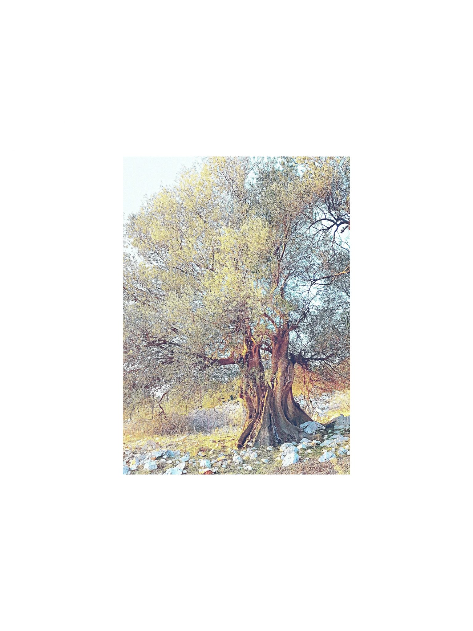 Olie tree matte poster product image (3)