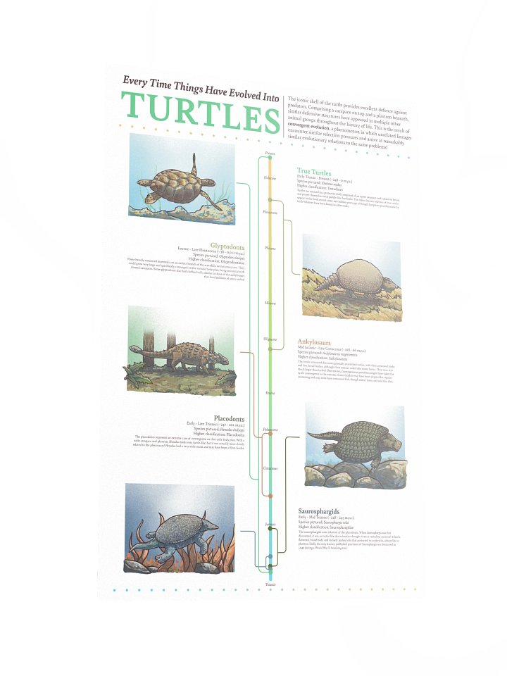Turtle Convergence Poster product image (2)