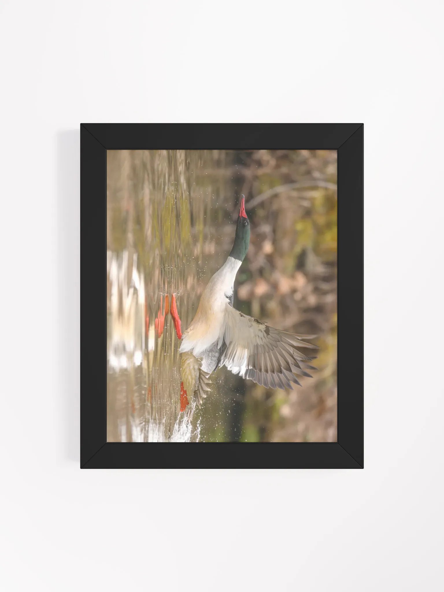 Gliding Merganser product image (49)