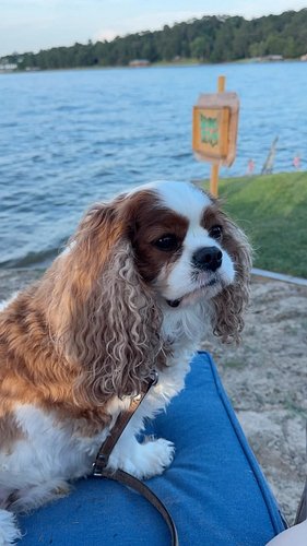 4th of July at the lake! 🤗💙🐶 Hope y’all had a fabulous holiday weekend. 

P.S. Is this how you picture Texas? 😍

#easttexas #...