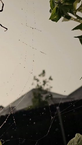 My big beautiful female yellow garden spider riding out a thunderstorm on her web here in Texas yesterday 🕷✨️

She sat right ...