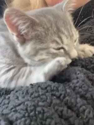 “Sorry I can’t go out tonight…my foster kitten kneads me!” An excuse that works every time! 😝#kitten #cute #pets #love #funnyvideos #storeroomlondon #storeroomberlin #cuteanimals #viralvideo #home #petstory 