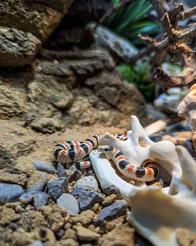 These pieces of canine vertebrae have made the most wonderful pieces of enrichment for these incredibly intelligent diminutiv...