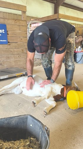 Buck Norris’ 22 Week Weigh-In #BuckNorris #TruTest #datamarslivestock #whyweigh #SWGeorgia