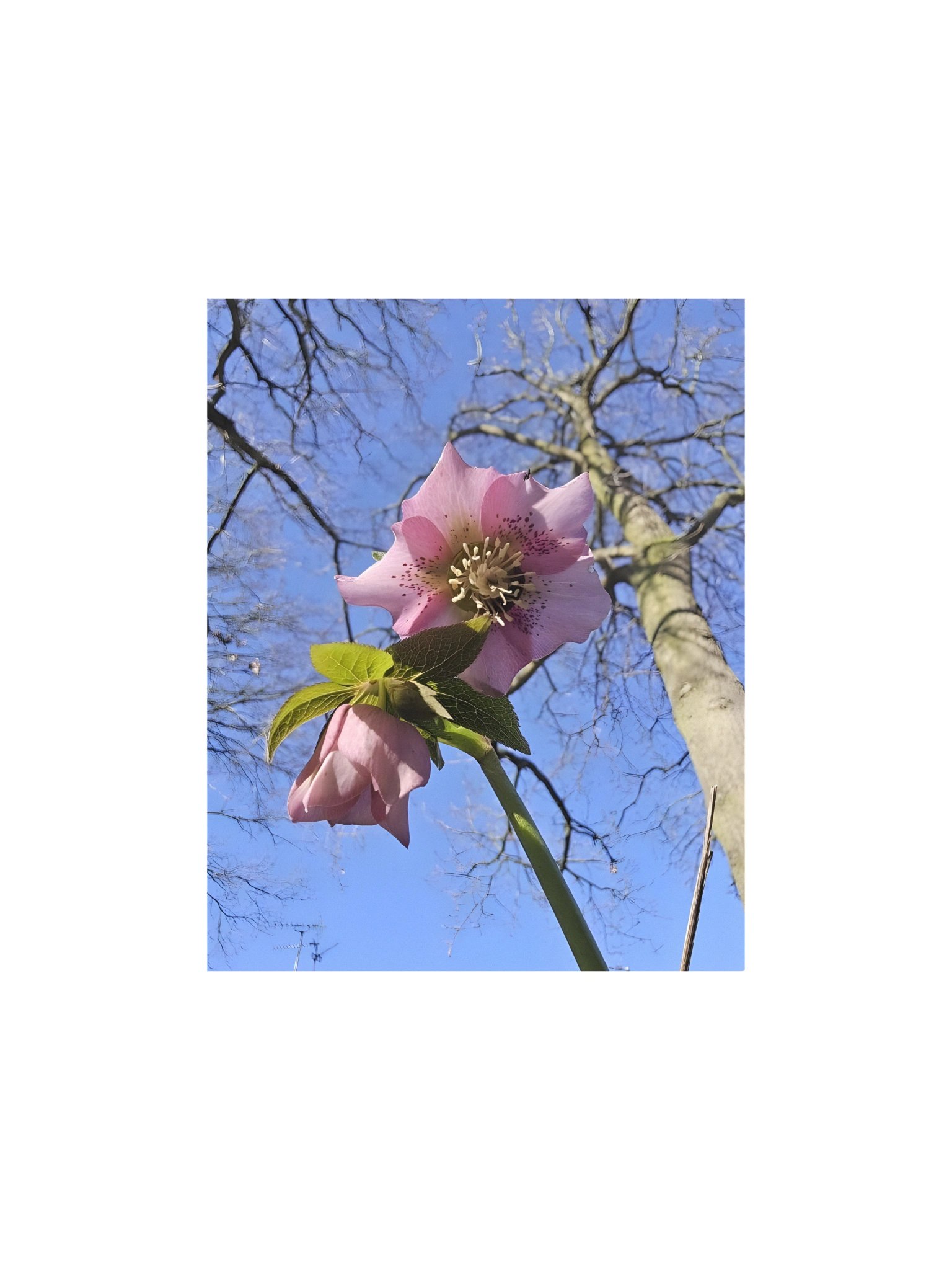 Hellebore from Below product image (1)