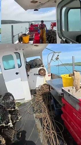 Big spider Crab!!