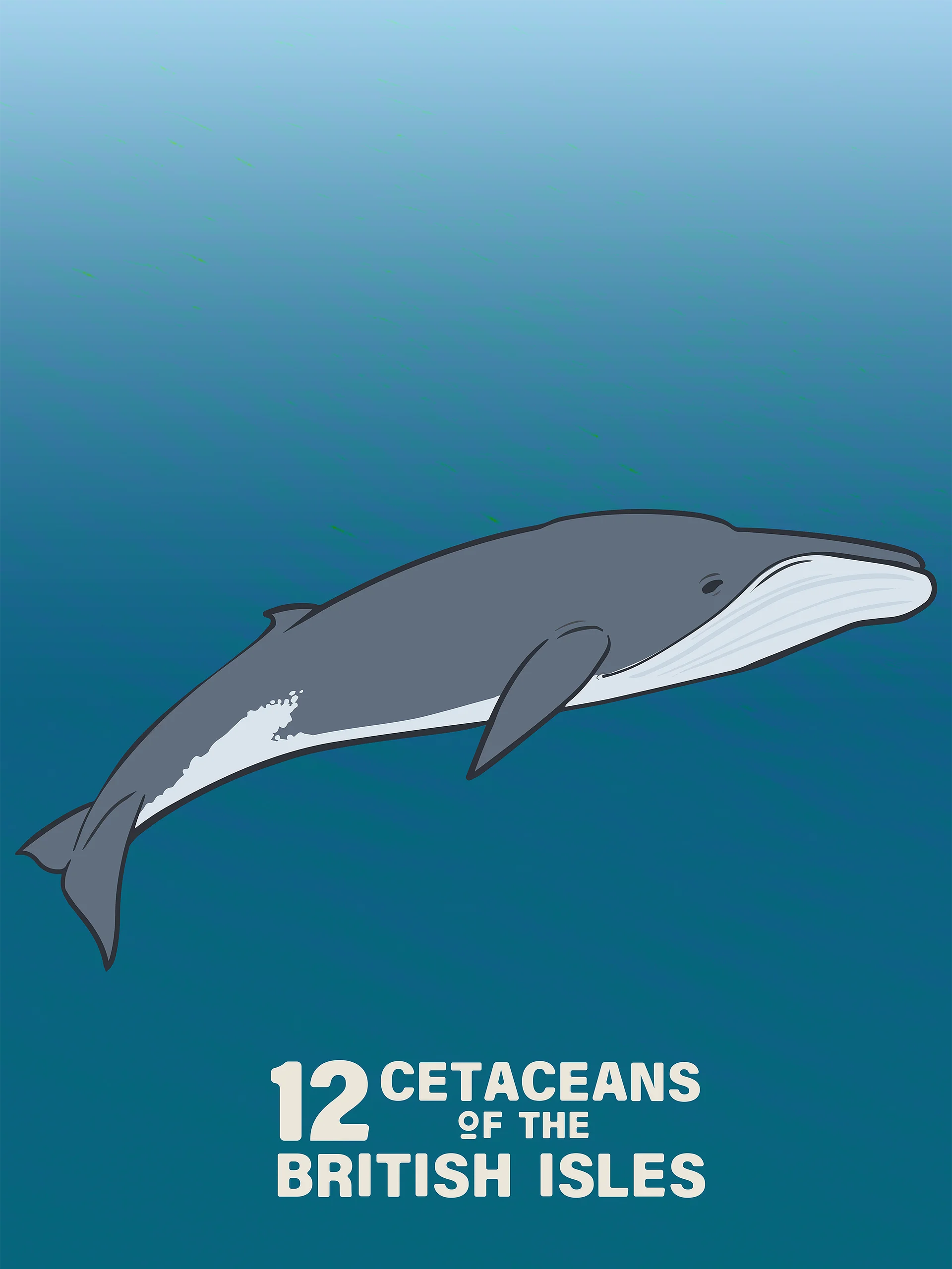 12 Cetaceans of the British Isles product image (3)
