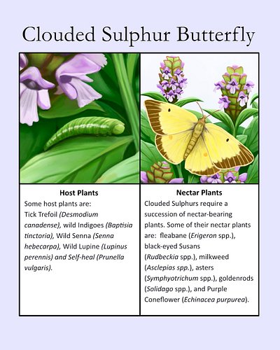 One of the host plants for the Clouded sulphur is Self-heal (Prunella vulgaris) - ugly name for a beautiful plant. Self-heal ...