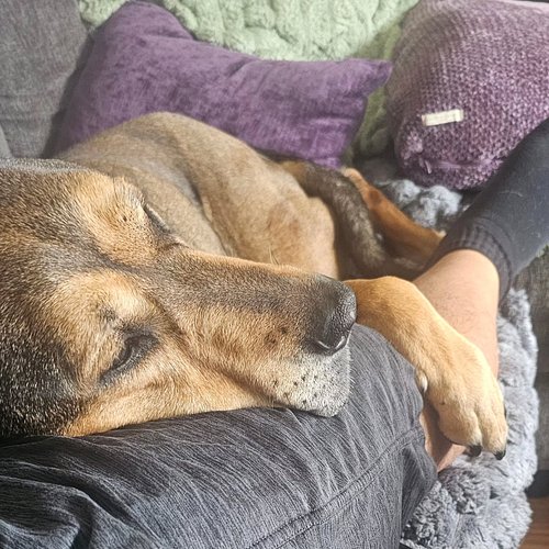 Even tho I work and stream from home, I get very little snuggle time with Cricket. I was getting ready to go for a run but la...