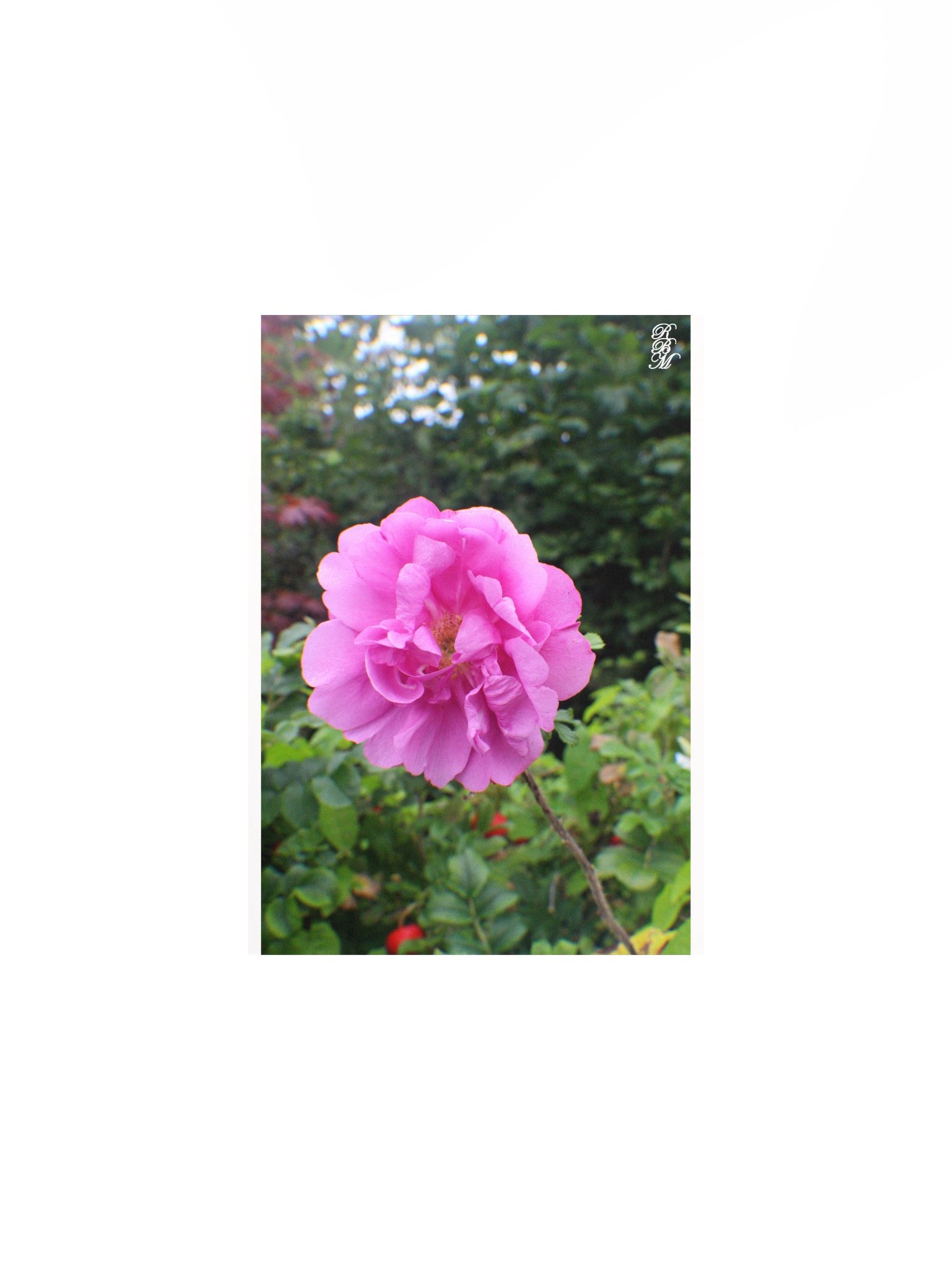A Single Pink Flower product image (2)