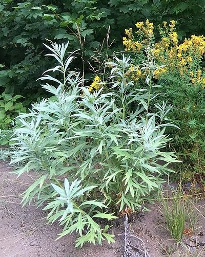Last Call: Medicinal Plant Mini-Series
Starts Tuesday

This 9 hour zoom series of in-depth herbal lectures featuring botany, ...