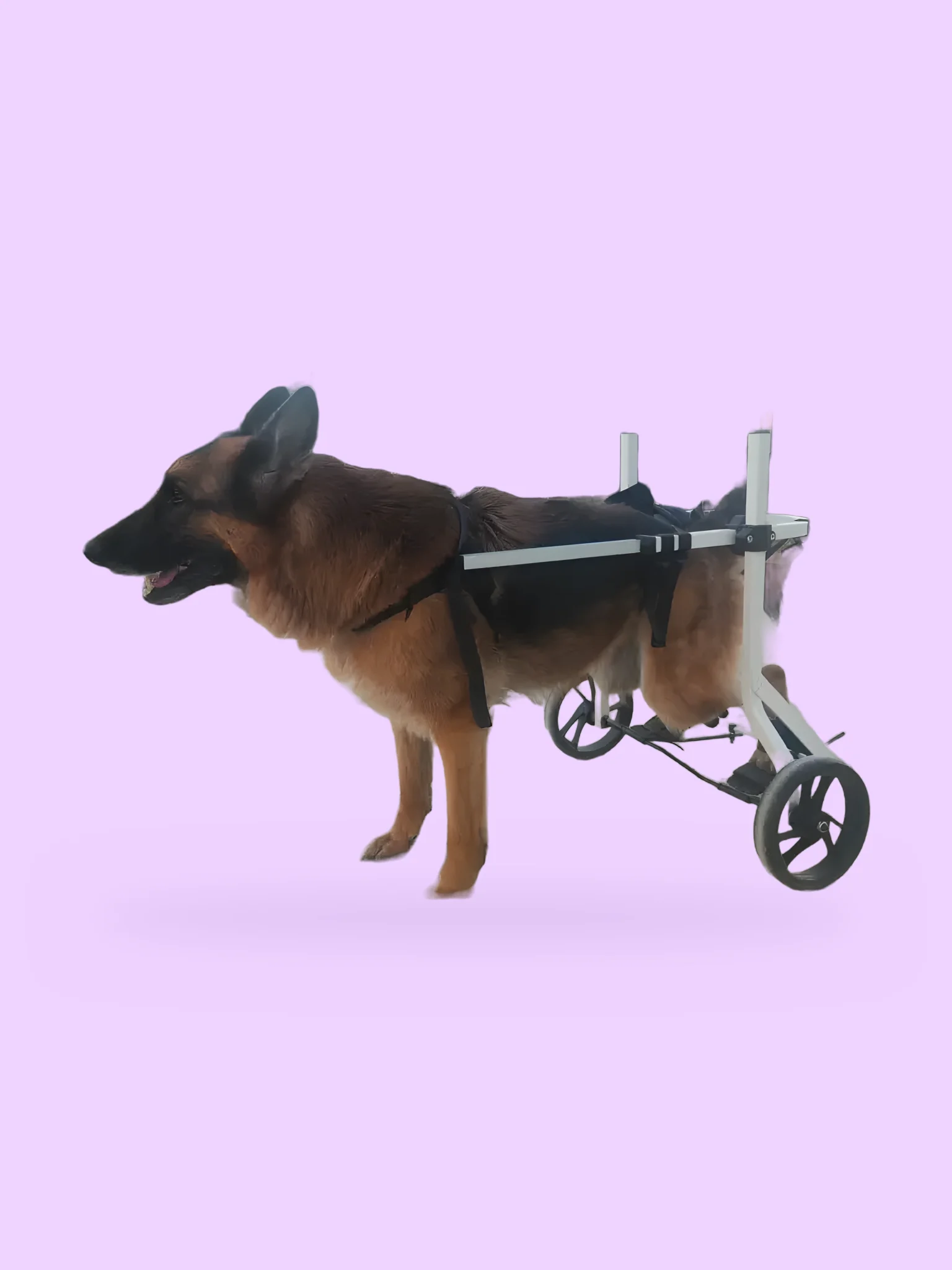 Rehab Wheelchair with Pedals for Dogs and Cats (Hind-Leg Rehabilitation) product image (5)