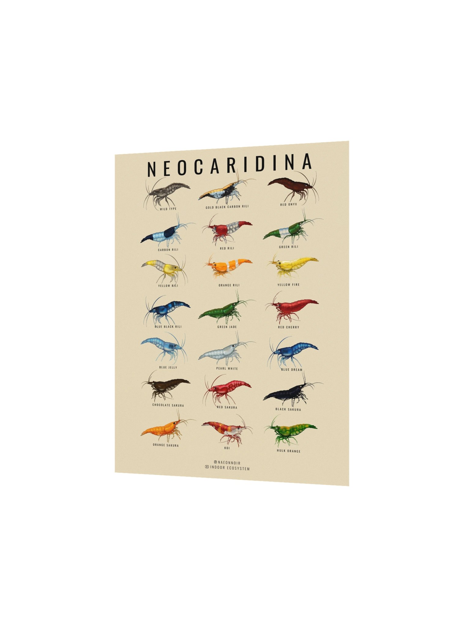 NEOCARIDINA SHRIMP POSTER (CREAM) product image (2)