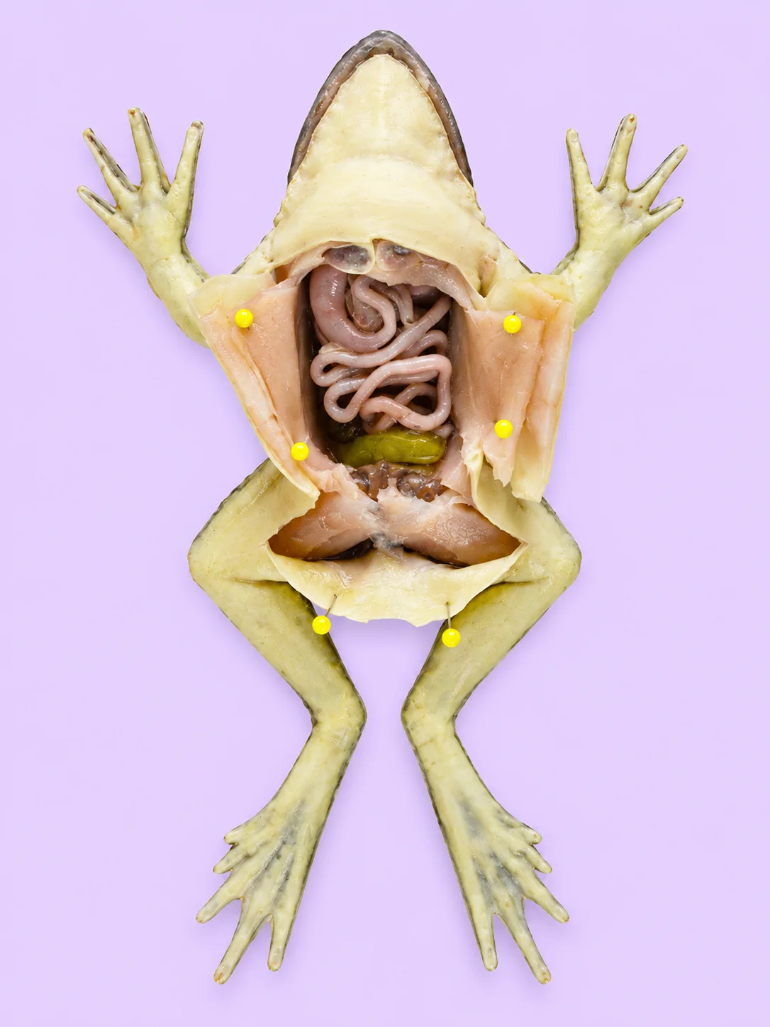 Anatomically Acurate Dissection Models (Piglet and Frog) product image (1)