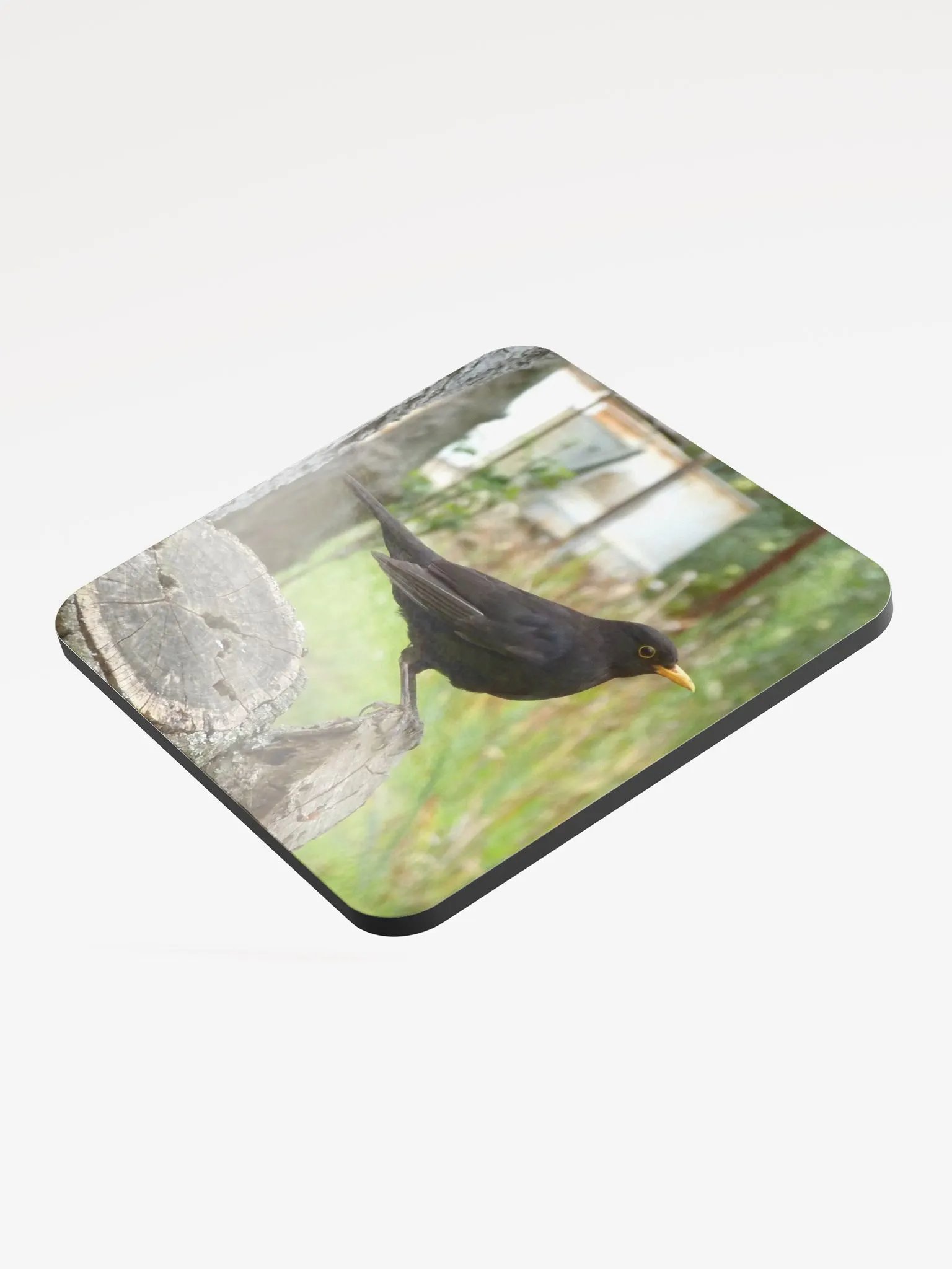 Glossed Cork Coaster - The common blackbird product image (3)