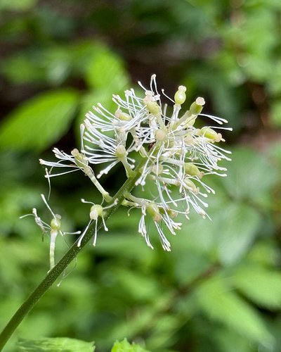 Actaea rubra, Baneberry or Red Cohosh, in the Ranunculaceae, Buttercup Family, has beautiful and unique flowers. I posted pic...