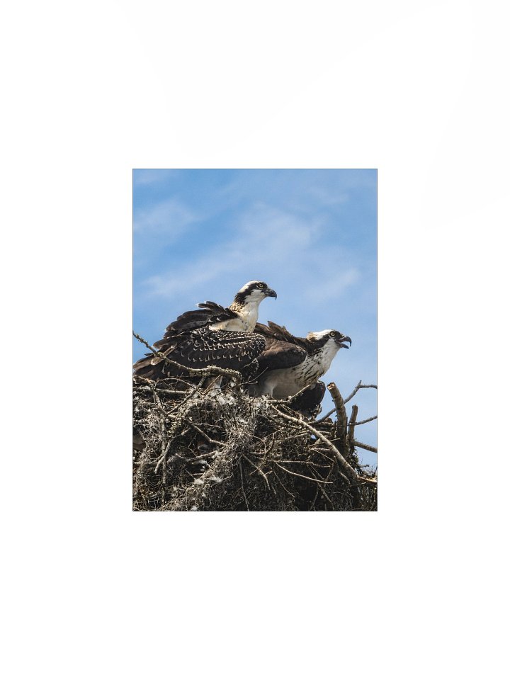 The Osprey Close-Up product image (2)
