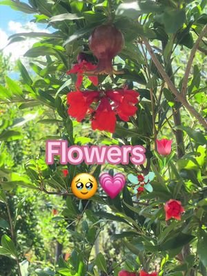 #mondaymotivation #flowers 💕🌸🧚🏾‍♀️💗 #plantnursery 🌻🌼🪴🌵🌷#onthisday 