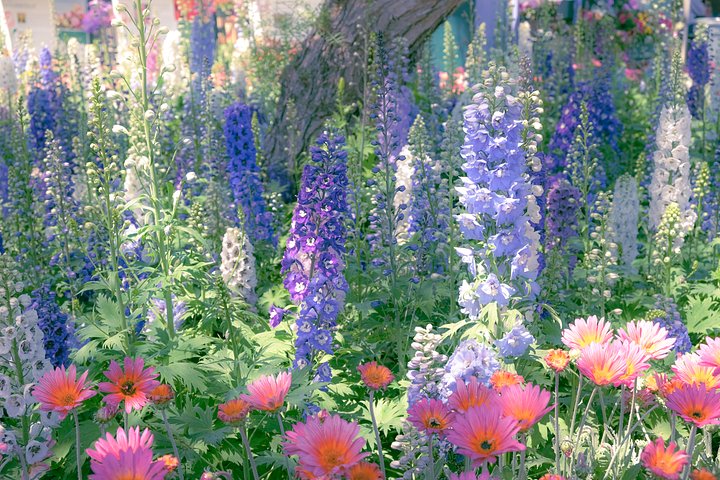 Delphinium Faerie Garden Print product image (2)