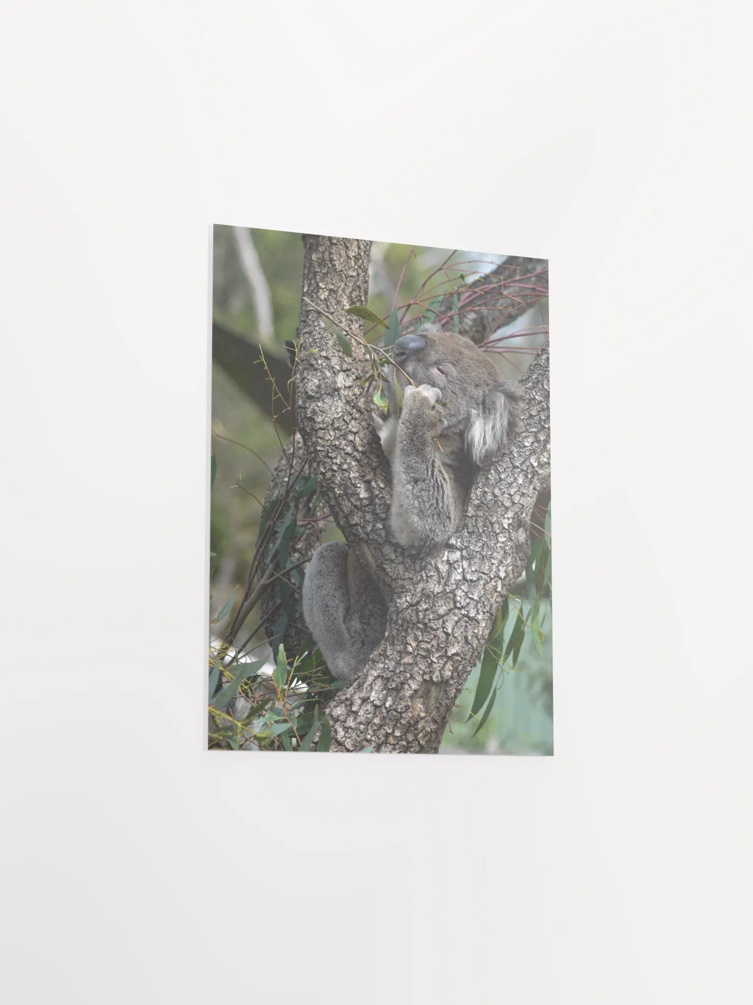 Koala product image (3)