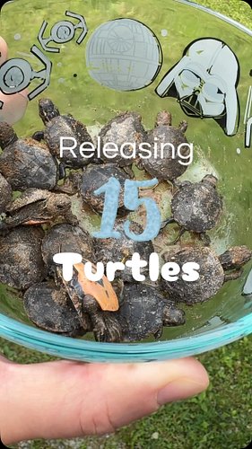 Found a freshly hatched nest of 15 turtles!!