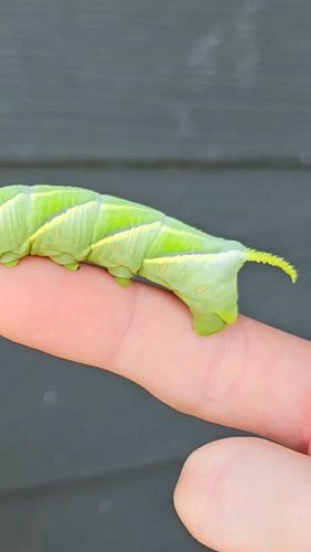 The horn on a rustic sphinx moth caterpillar is one  reason people won't touch one, and it's the one part that can't hurt you...