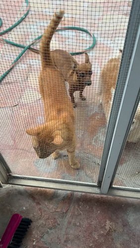 Orejas, Roxy, Gatipo and Chiquitin greeting us at the door. 

#chicathedoberman #ilovecats #chihuahua #smalldogsofinstagram