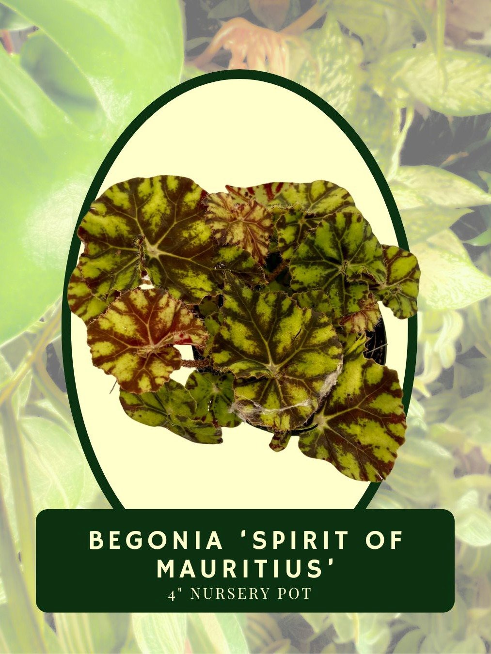 Begonia 'Spirit of Mauritius' product image (2)