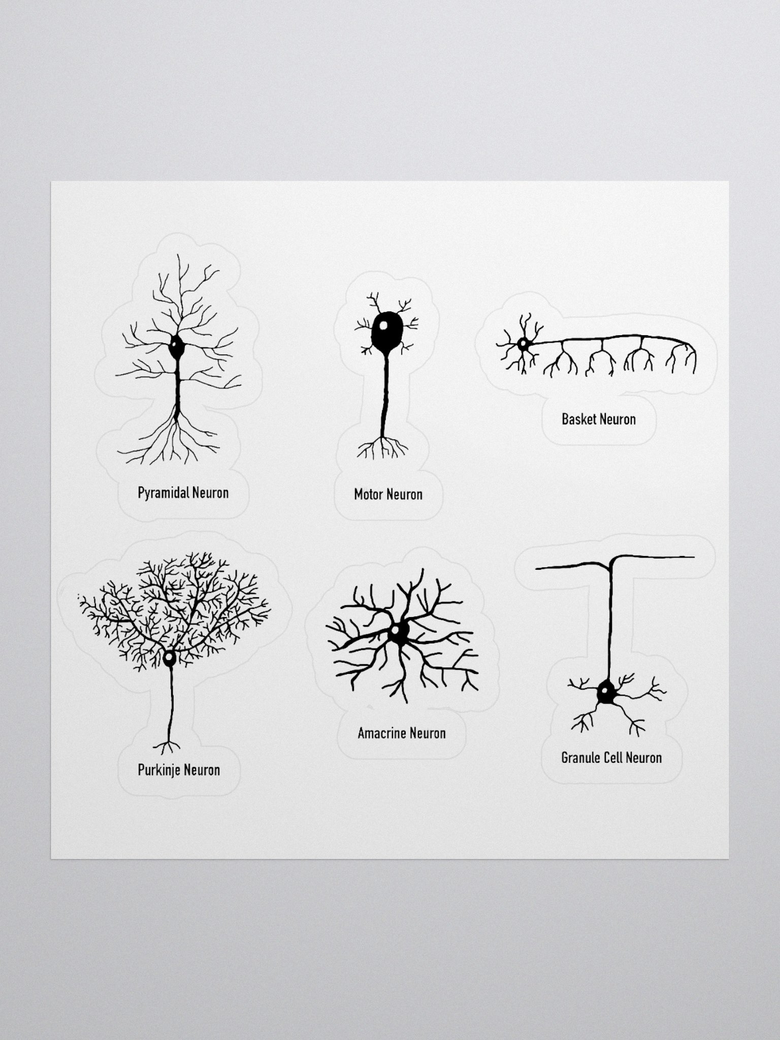 Types Of Neurons Kiss Cut Sticker product image (1)