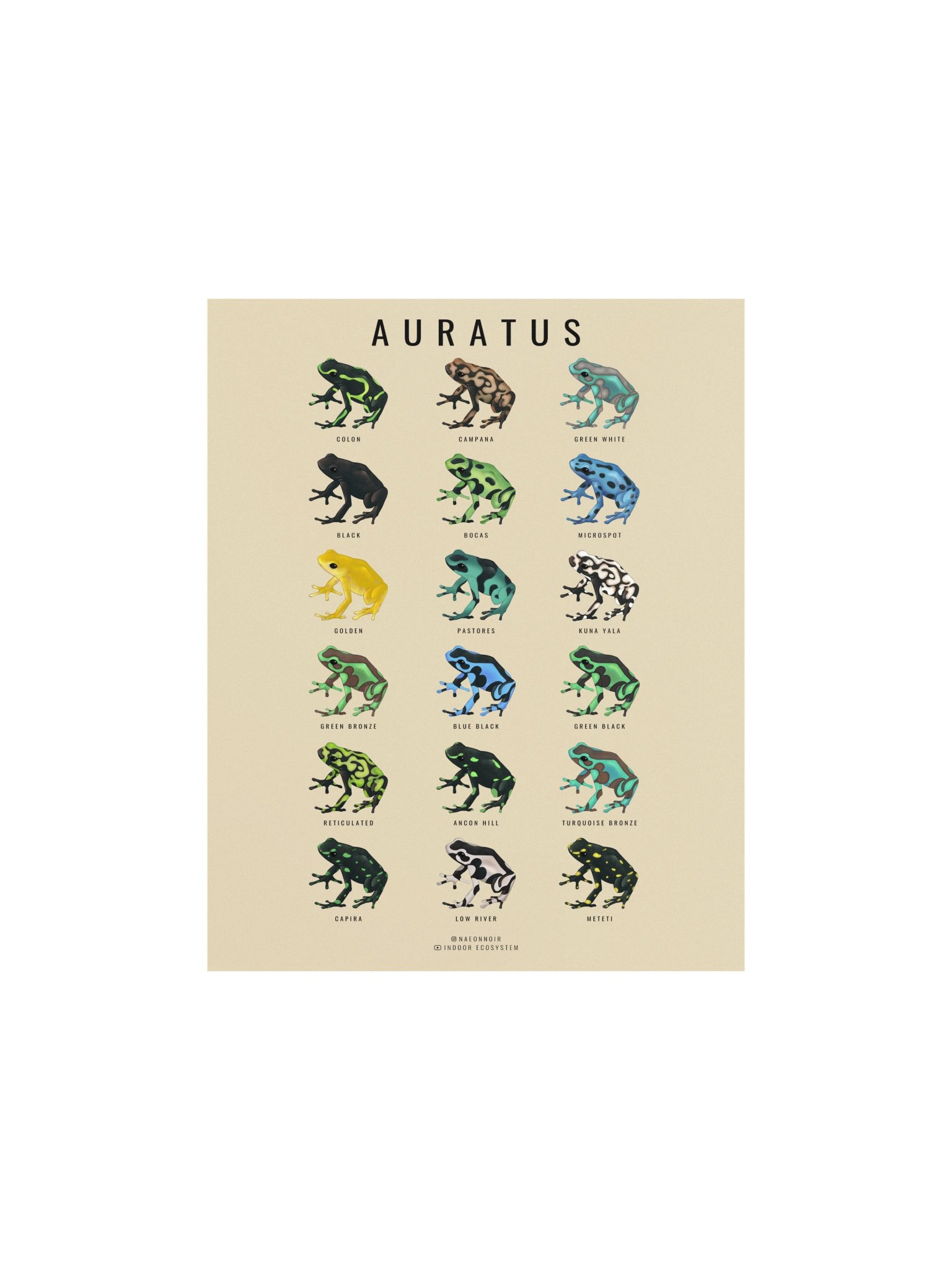 AURATUS DART FROG POSTER (CREAM) product image (1)