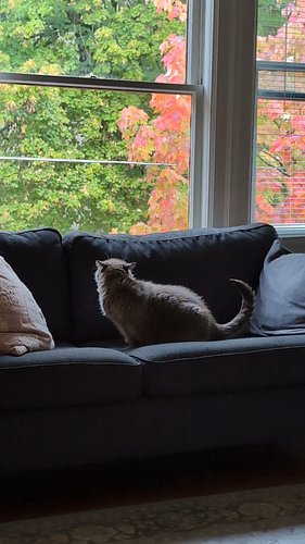 Rainy day in Portland 

#romeo #catsofinstagram #adoptdontshop #cute #rainyday