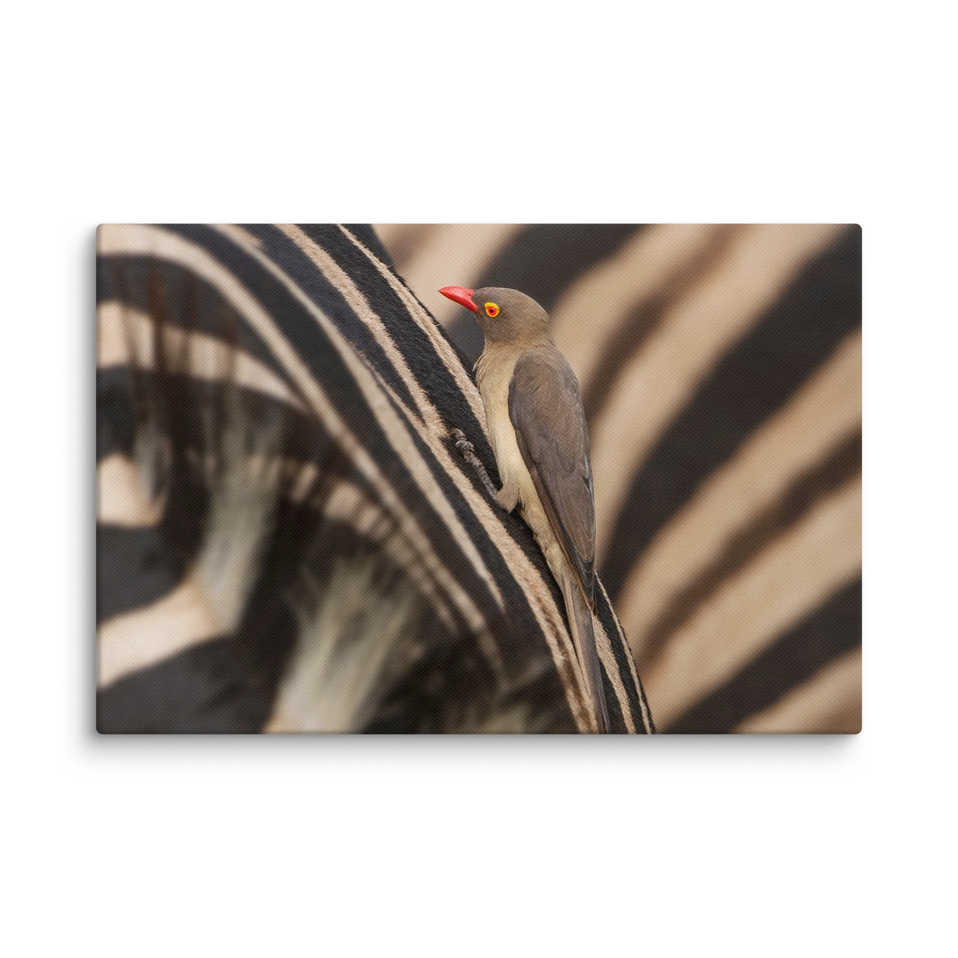 Riding Stripes product image (1)