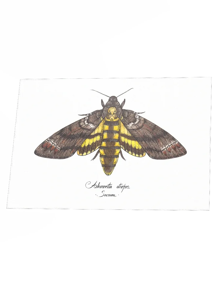 Acherontia Atropos • Print product image (2)
