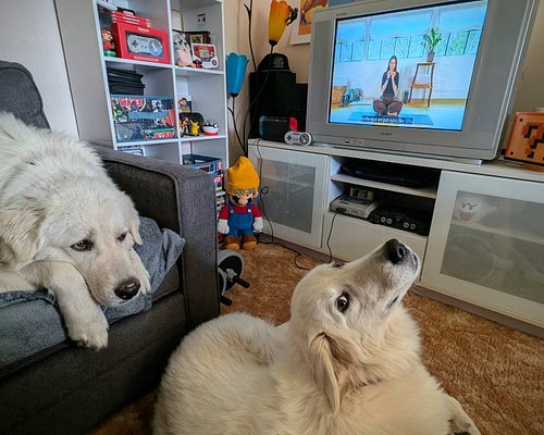 Not getting any personal space for yoga with @adrienelouise 🙄 #maremma #yogawithadriene #90skid #crt