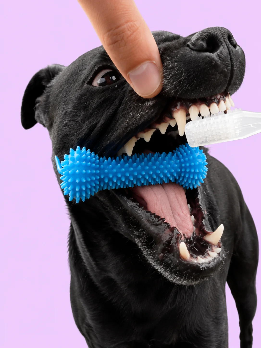 Dog Mouth Gag product image (1)