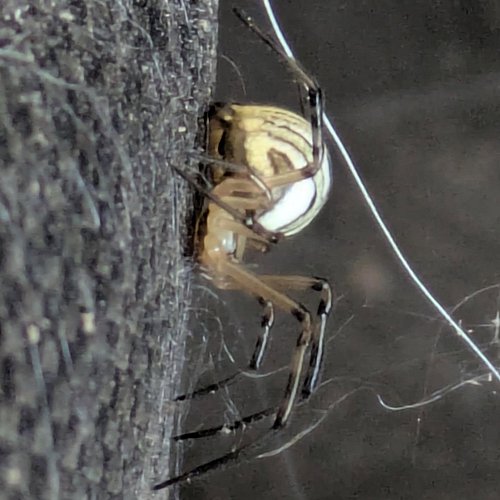 Baby black widow #spider #macro #blackwidow #invertebrate #nature #animal