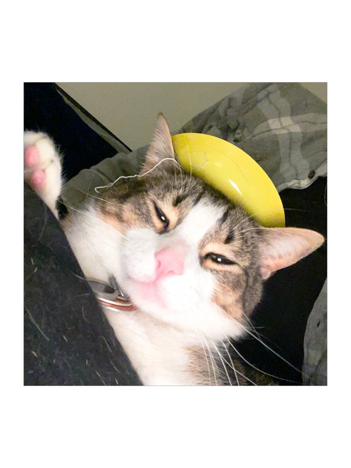 Gatito King product image (1)