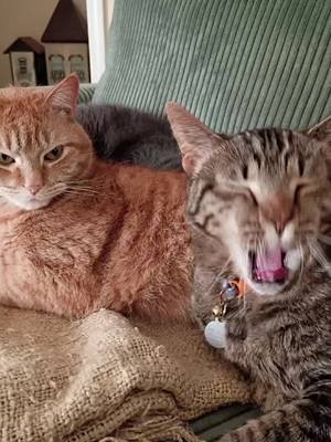 Michael had the audacity to yawn and Clara will judge him for it. 💀😭😂#rescuecatsoftiktok #catlady #catsoftiktok 