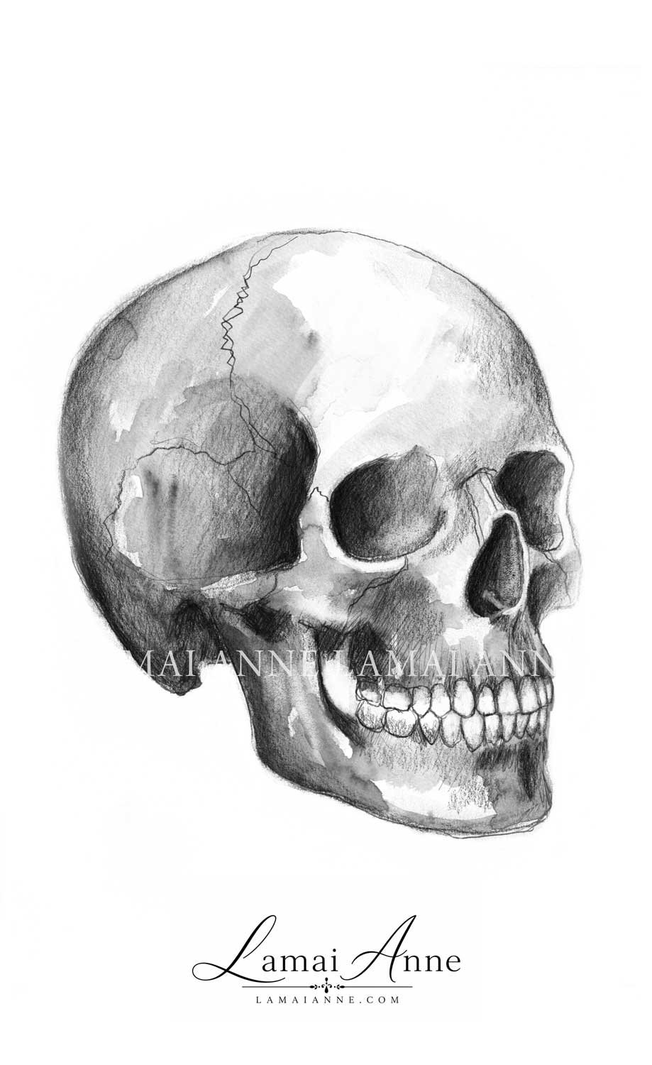 Skull product image (1)