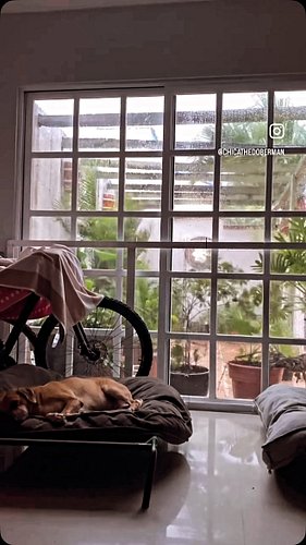 Canela spent so much time surviving her own storm in the silence of neglect, that today even the strongest winds outside can’...
