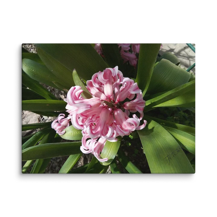 Hyakinthos - Fine Art Canvas product image (2)